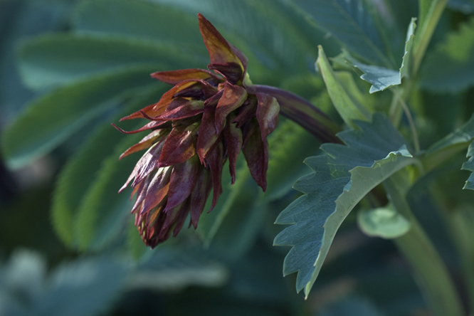 Melianthus major 2 au Jardin de la Salamandre