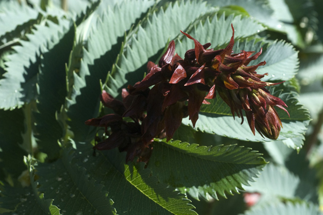 Melianthus major 3 au Jardin de la Salamandre