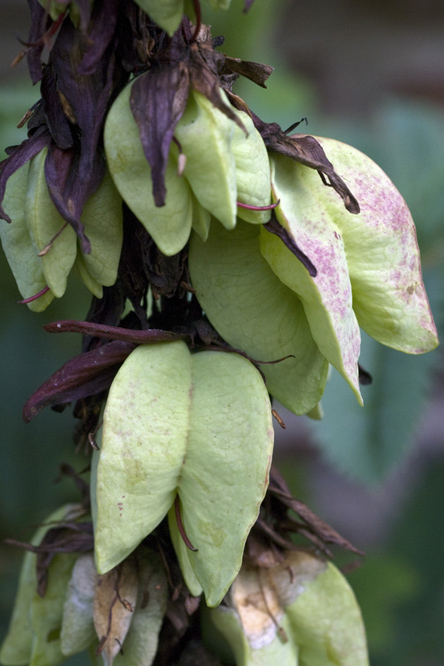 Melianthus major 5 au Jardin de la Salamandre