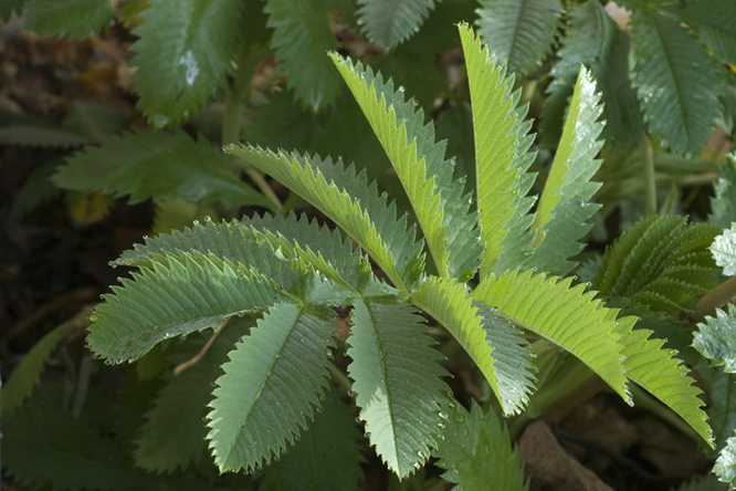 Melianthus major au Jardin de la Salamandre