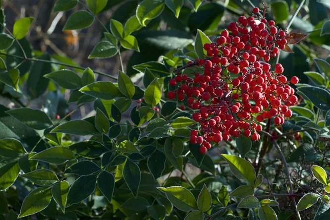 Nandina domestica au Jardin de la Salamandre