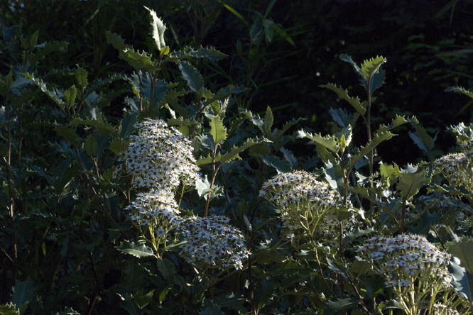 Olearia macrodonta   au Jardin de la Salamandre en Dordogne