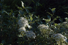 Olearia macrodonta au Jardin de la Salamandre en Dordogne