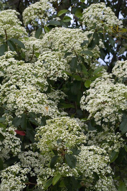 Photinia serrulata 4 au Jardin de la Salamandre