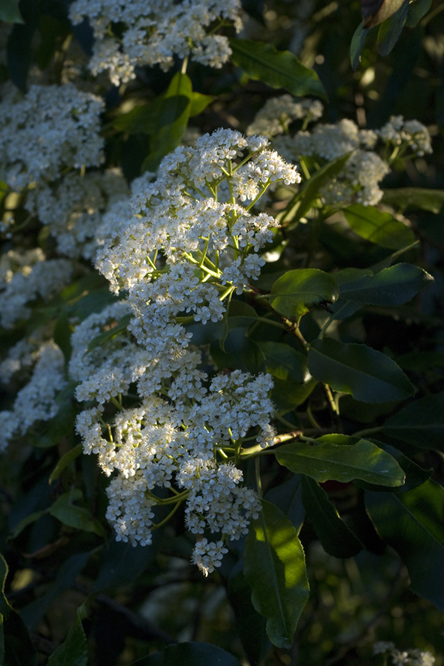 Photinia serrulata 3 au Jardin de la Salamandre