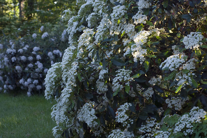 Photinia serrulata au Jardin de la Salamandre