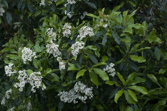 Photinia serrulata 2  au Jardin de la Salamandre