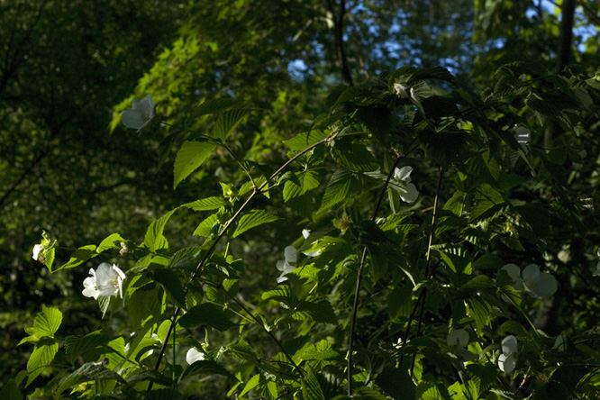 Rhodotypos scandens au Jardin de la Salamandre en Dordogne