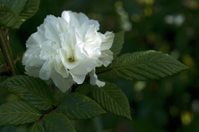 Rubus roseifolius coronarius au Jardin de la Salamandre