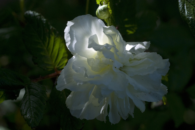 Rubus roseifolius coronarius 2 au Jardin de la Salamandre