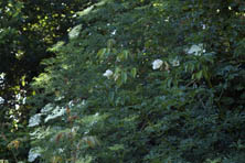 Sambucus nigra 'Laciniata' au Jardin de la Salamandre