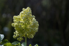 Sambucus sakhalinensis au Jardin de la Salamandre en Dordogne