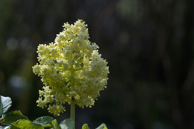 Sambucus sakhalinensis au Jardin de la Salamandre en Dordogne 