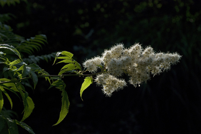 Sorbaria kirilowii 2 au Jardin de la Salamandre en Dordogne