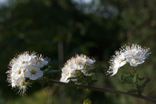 Spiraea arcuata au Jardin de la Salamandre