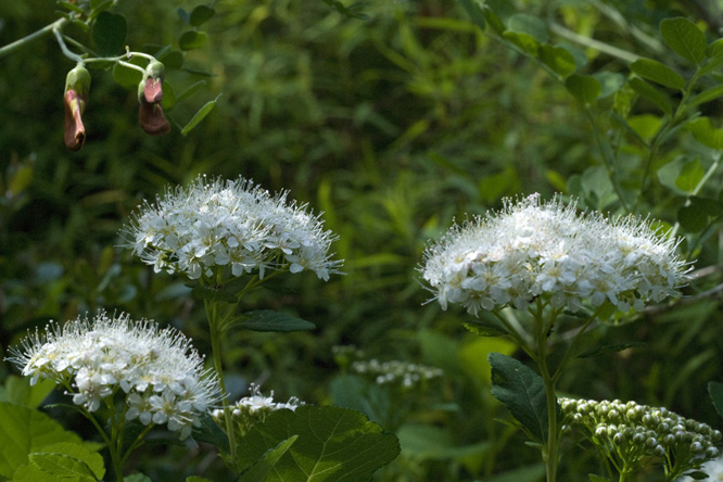 Spiraea betulifolia var. aemiliana au Jardin de la Salamandre en Dordogne