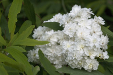 Spiraea cantoniensis au Jardin de la Salamandre en Dordogne