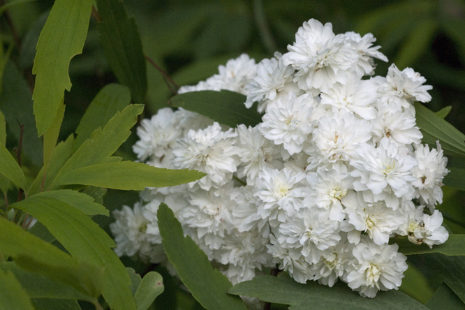 Spiraea cantoniensis   au Jardin de la Salamandre en Dordogne