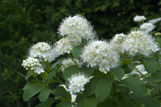 Spiraea chamaedryfolia var. pilosa au Jardin de la Salamandre