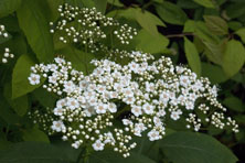 Spiraea media au Jardin de la Salamandre