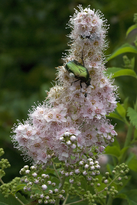 Spiraea 'Pink Innocence' au Jardin de la Salamandre