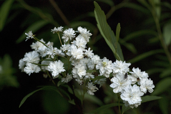 Spiraea prunifolia au Jardin de la Salamandre en Dordogne