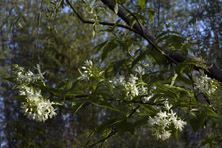 Staphylea colchica au Jardin de la Salamandre en Dordogne