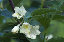 Weigela decora au Jardin de la Salamandre