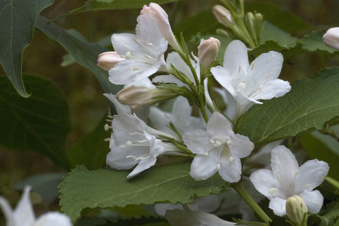 Weigela hortensis 'Nivea' au Jardin de la Salamandre en Dordogne