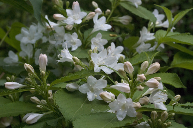 Weigela hortensis 'Nivea' au Jardin de la Salamandre en Dordogne