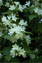 Weigela 'Mont-Blanc' au Jardin de la Salamandre en Dordogne