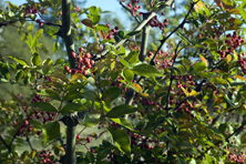 Zanthoxylum simulans au Jardin de la Salamandre en Dordogne