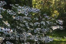 Aster 'Chloé' au Jardin de la Salamandre en Dordogne