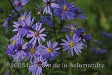 Aster cordifolius 'Little Carlow' au Jardin de la Salamandre en Dordogne 