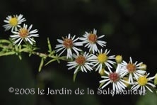 Aster ericoides 'Golden Spray' au Jardin de la Salamandre en Dordogne