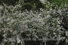 Aster ericoides 'Pink Cloud' au Jardin de la Salamandre en Dordogne