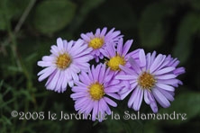 Aster ericoides 'Pink Star' au Jardin de la Salamandre en Dordogne 