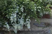 Aster ericoides f.prostratus 'Snow Flurry' au Jardin de la Salamandre en Dordogne