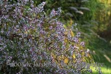 Aster laterifolius 'Lady in Black' au Jardin de la Salamandre en Dordogne 