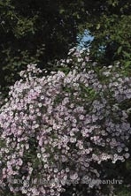 Aster 'Les Moutiers' au Jardin de la Salamandre en Dordogne 