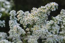 Aster pringlei 'Monte Cassino' au Jardin de la Salamandre en Dordogne 