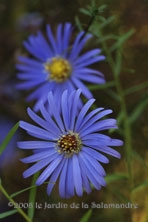 Aster turbinellus au Jardin de la Salamandre en Dordogne