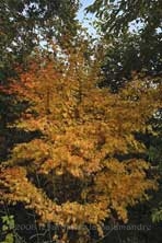 Acer palmatum 'Sengo Kaku' au Jardin de la Salamandre en Dordogne 