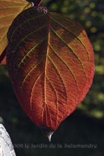 Cornus alba 'Kesselringii' au Jardin de la Salamandre en Dordogne