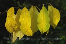 Lindera benzoin au Jardin de la Salamandre en Dordogne