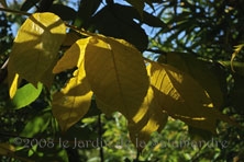 Rhus chinensis au Jardin de la Salamandre en Dordogne 