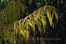 Rhus typhina 'Dissecta' au Jardin de la Salamandre en Dordogne