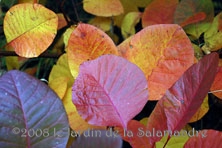 Cotinus coccygria 'Purpureus' au Jardin de la Salamandre en Dordogne