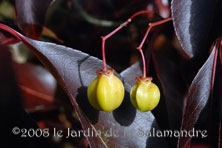 Euonymus grandiflorus 'Red Wine' au Jardin de la Salamandre en Dordogne