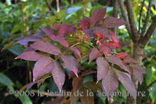 Fraxinus bungeana au Jardin de la Salamandre en Dordogne 